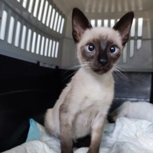 BALI. Gatita raza Siamés busca hogar en Bollullos de la Mitación. Súper cariñosa y sociable. Adopta con la protectora BADA.