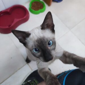 BALI. Gatita raza Siamés busca hogar en Bollullos de la Mitación. Súper cariñosa y sociable. Adopta con la protectora BADA.