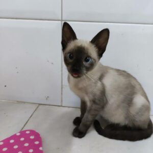 BALI. Gatita raza Siamés busca hogar en Bollullos de la Mitación. Súper cariñosa y sociable. Adopta con la protectora BADA.