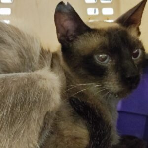 CHERIE. Gatita raza Siamés busca ayuda porque vive en una colonia felina en Bollullos de la Mitación. Adopta con la protectora BADA.