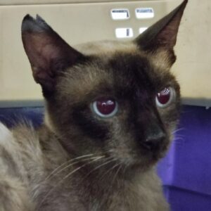 CHERIE. Gatita raza Siamés busca ayuda porque vive en una colonia felina en Bollullos de la Mitación. Adopta con la protectora BADA.