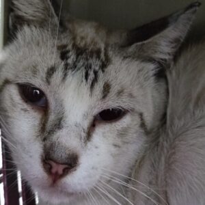 CHESTER. Gato raza Lynx Point Siamés vive en una colonia en Bollullos de la Mitación. Necesita ayuda para pienso pata gatos. Adopta con la protectora BADA.