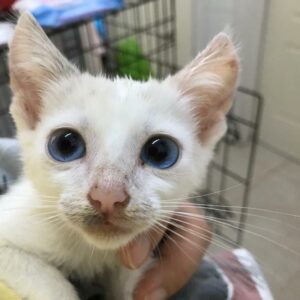 OSIRIS. Gatito blanco raza Flame Point Siamese busca hogar en Bollullos de la Mitación. Súper cariñoso y sociable. Adopta con la protectora BADA.