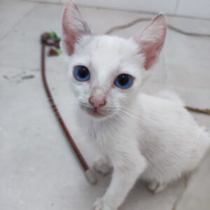 OSIRIS. Gatito blanco raza Flame Point Siamese busca hogar en Bollullos de la Mitación. Súper cariñoso y sociable. Adopta con la protectora BADA.