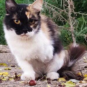 3patas, hermosa gata tricolor que desafía las adversidades en una colonia felina en Bollullos de la Mitación, Sevilla. Le falta la pata delantera izquierda. Su determinación y gratitud son inspiradoras. ADOPTA O COLABORA con BADA