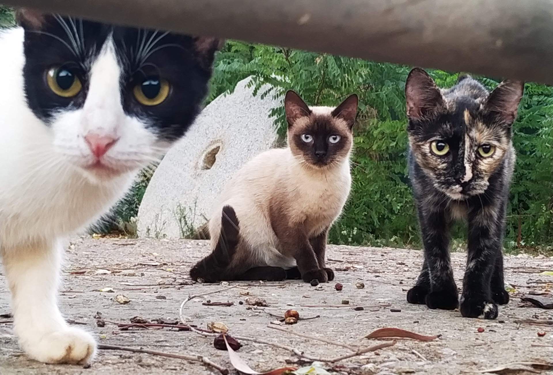 Adoptar un gato de protectora. BADA en Bollullos de la Mitación Sevilla.