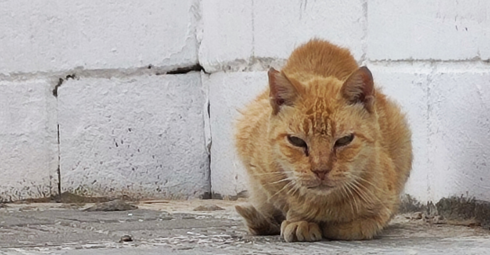 Me encuentro un gato en la calle 4