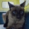 BOREAL. Gatita siamés busca hogar en Bollullos de la Mitación. Vive en una colonia felina y está esterilizada por el CER 2024. Adopta con la protectora BADA.