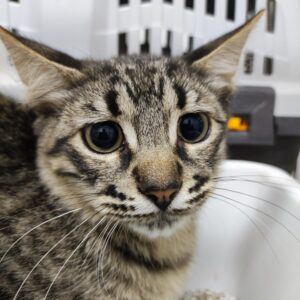 FARINELLI. Gatito gris atigrado de pelo semi largo, precioso!!, busca hogar en Bollullos de la Mitación. Vive en una colonia felina y está esterilizado por el CER 2024. Adopta con la protectora BADA.