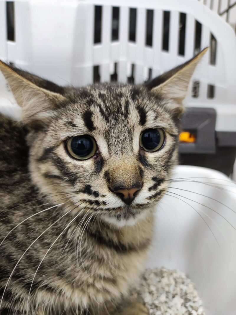 FARINELLI. Gatito gris atigrado de pelo semi largo, precioso!!, busca hogar en Bollullos de la Mitación. Vive en una colonia felina y está esterilizado por el CER 2024. Adopta con la protectora BADA.