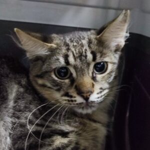 FARINELLI. Gatito gris atigrado de pelo semi largo, precioso!!, busca hogar en Bollullos de la Mitación. Vive en una colonia felina y está esterilizado por el CER 2024. Adopta con la protectora BADA.