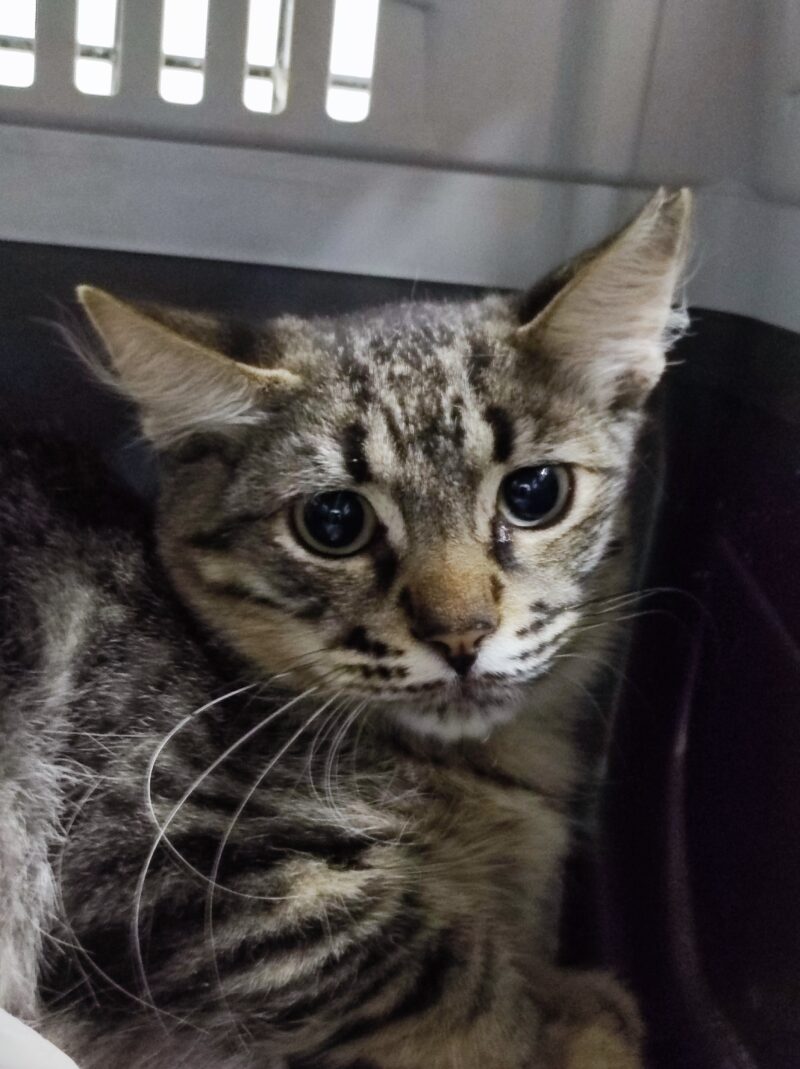 FARINELLI. Gatito gris atigrado de pelo semi largo, precioso!!, busca hogar en Bollullos de la Mitación. Vive en una colonia felina y está esterilizado por el CER 2024. Adopta con la protectora BADA.