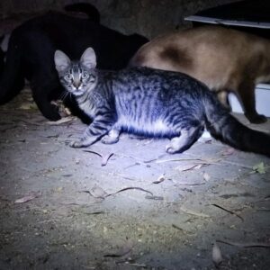 FARINELLI. Gatito gris atigrado de pelo semi largo, precioso!!, busca hogar en Bollullos de la Mitación. Vive en una colonia felina y está esterilizado por el CER 2024. Adopta con la protectora BADA.