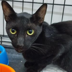 Lambada, un gato negro rescatado por voluntarios de BADA en sus cuidados de colonias felinas, nos enseñó sobre amor y fortaleza. Dio cariño hasta el final. Descansa en paz.