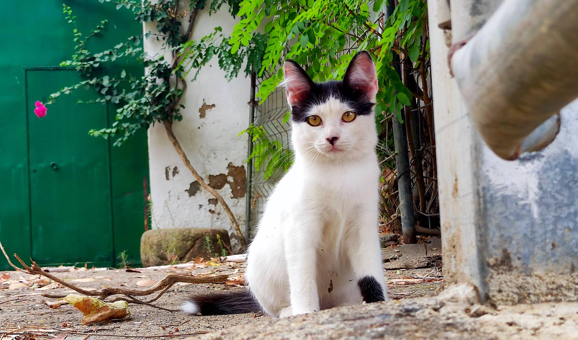 Adoptar un gato de protectora. BADA en Bollullos de la Mitación Sevilla.