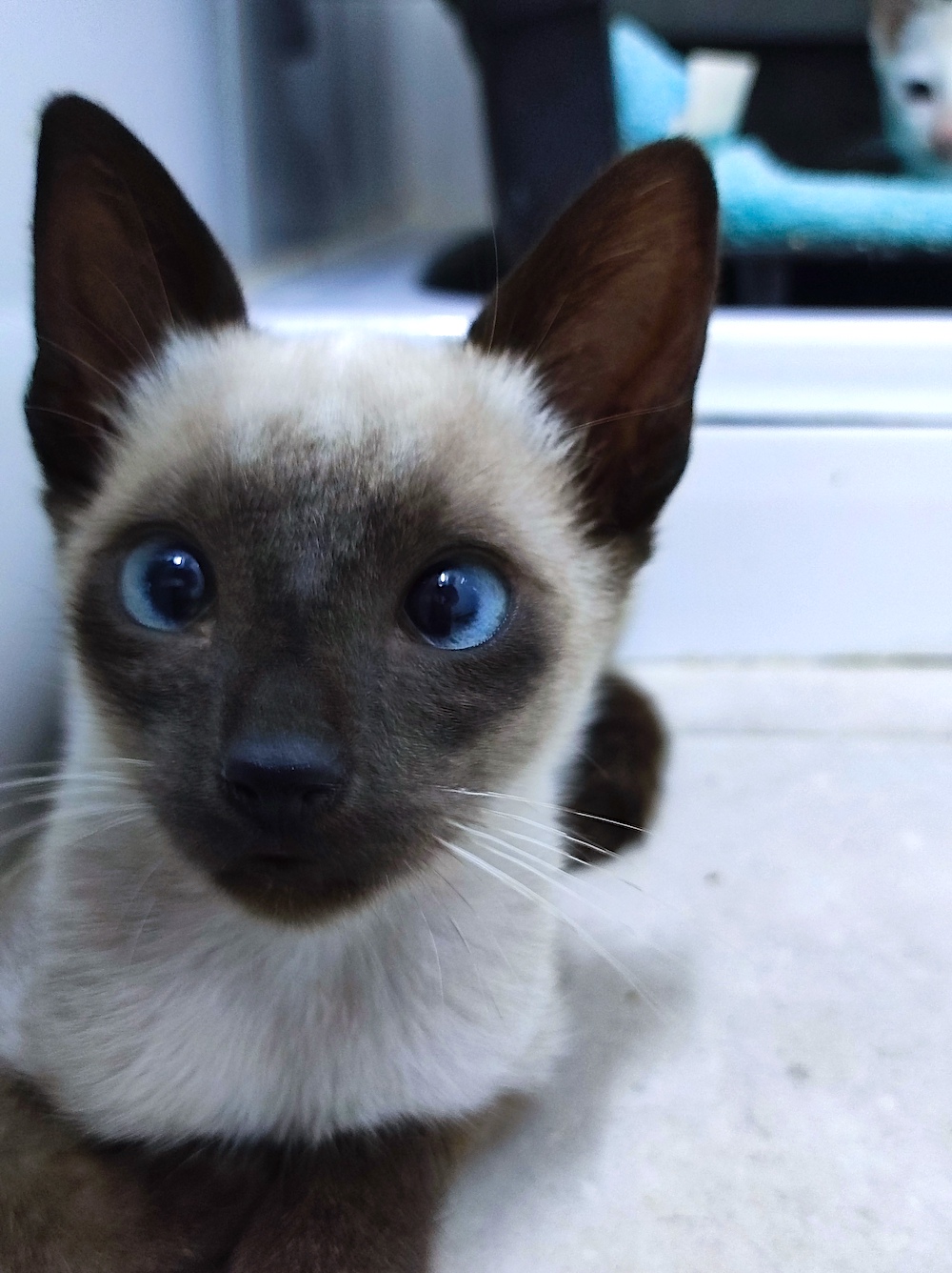 Adoptar un gato de protectora. BADA en Bollullos de la Mitación Sevilla.