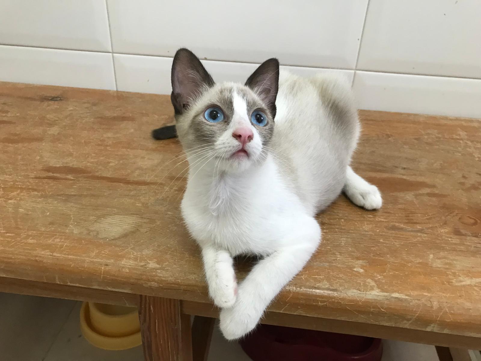 Adoptar un gato de protectora. BADA en Bollullos de la Mitación Sevilla.