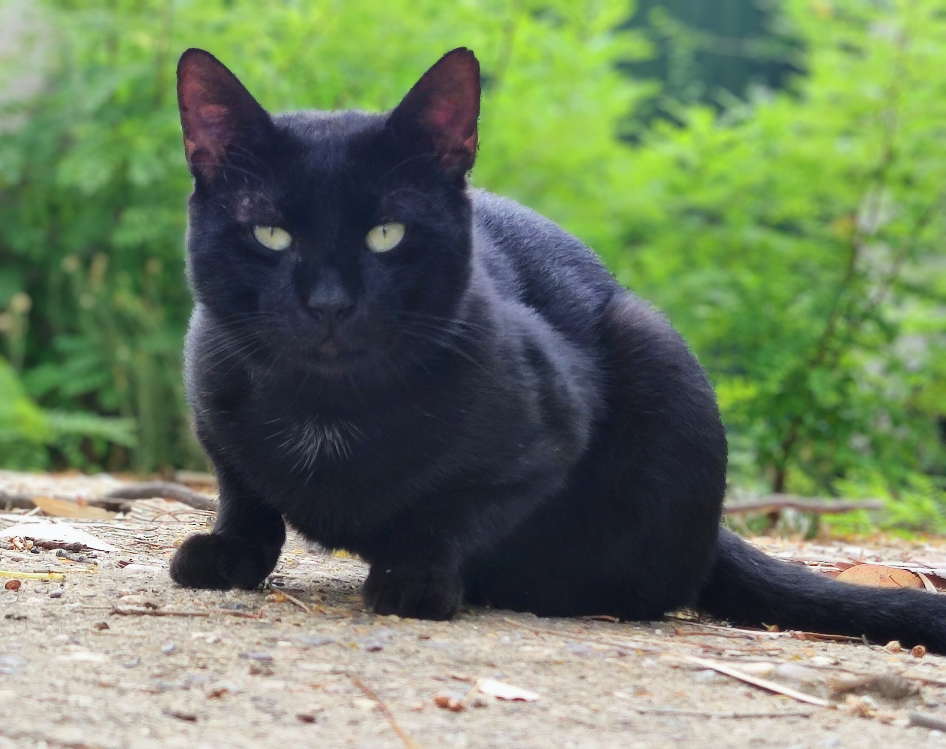 Adoptar un gato de protectora. BADA en Bollullos de la Mitación Sevilla.