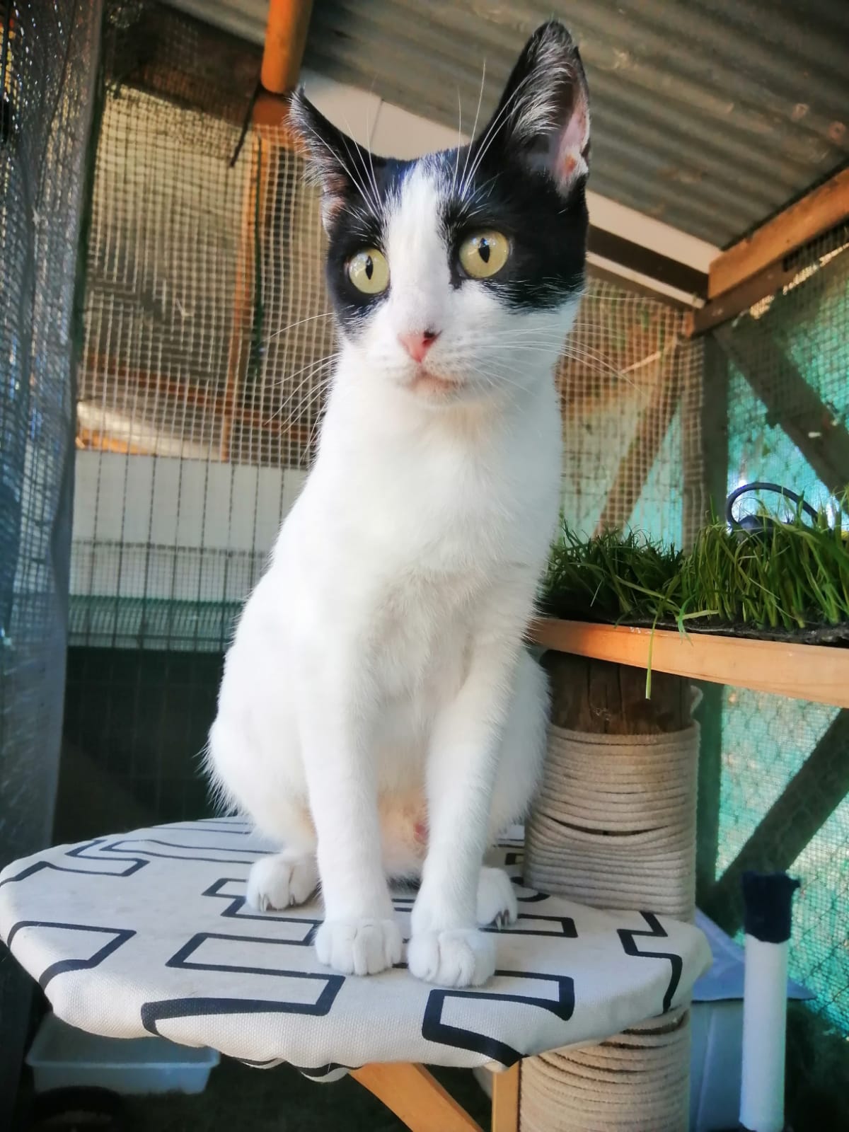 Adoptar un gato de protectora. BADA en Bollullos de la Mitación Sevilla.