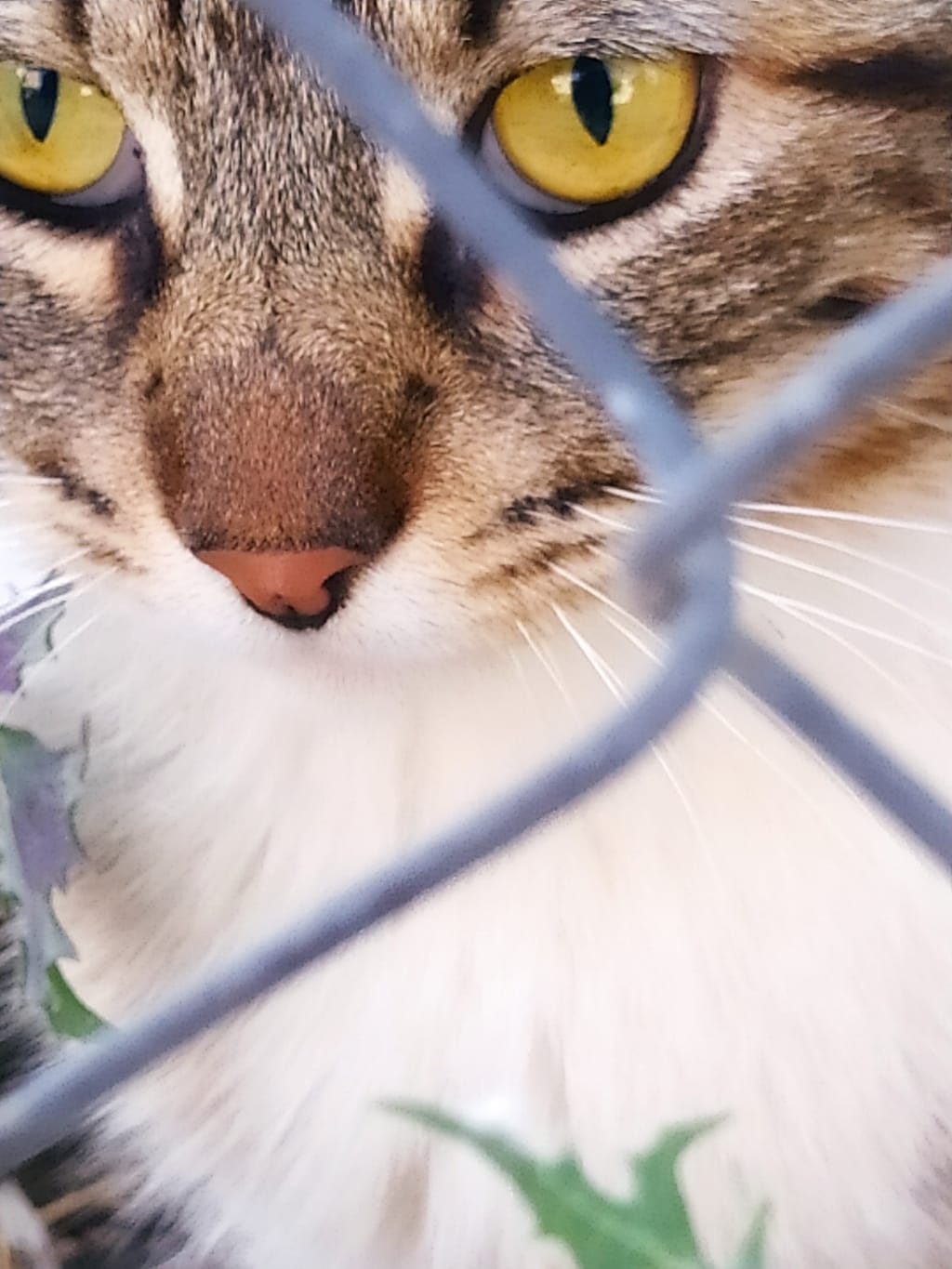 Adoptar un gato de protectora. BADA en Bollullos de la Mitación Sevilla.