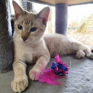 UMA. Gatita negra raza POINT LYNX SIAMÉS busca hogar en Bollullos de la Mitación. Súper cariñosa y sociable. Adopta con la protectora BADA.