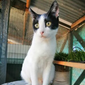 Alioth es una preciosa gata tuxedo de 1 año, esterilizada por el método CER por BADA. Su carácter es simplemente encantador: tranquila, cariñosa y perfectamente compatible con perros y niños. Busca adopción responsable.