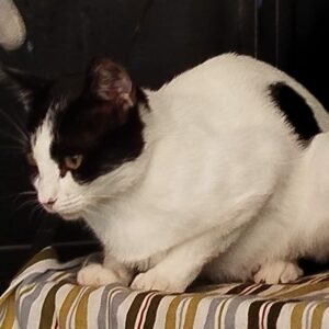 Alioth es una preciosa gata tuxedo de 1 año, esterilizada por el método CER por BADA. Su carácter es simplemente encantador: tranquila, cariñosa y perfectamente compatible con perros y niños. Busca adopción responsable.