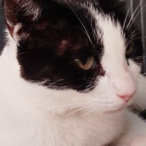 Alioth es una preciosa gata tuxedo de 1 año, esterilizada por el método CER por BADA. Su carácter es simplemente encantador: tranquila, cariñosa y perfectamente compatible con perros y niños. Busca adopción responsable.