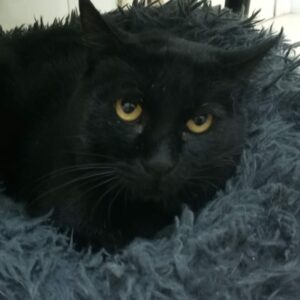 RABITO. Gato en adopción raza bombay pelo corto. sexo macho. esterilizado. color negro. Inmuno, debe ser gato único en la casa pero es totalmente achuchable. carácter muy sociable y divertido. BADA adopción de protectora