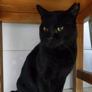 RABITO. Gato en adopción raza bombay pelo corto. sexo macho. esterilizado. color negro. Inmuno, debe ser gato único en la casa pero es totalmente achuchable. carácter muy sociable y divertido. BADA adopción de protectora