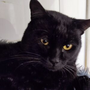 RABITO. Gato en adopción raza bombay pelo corto. sexo macho. esterilizado. color negro. Inmuno, debe ser gato único en la casa pero es totalmente achuchable. carácter muy sociable y divertido. BADA adopción de protectora