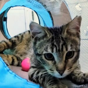 SONG. Gato en adopción de 6 meses de edad. pelo corto. sexo macho. esterilizado. color atigrado. leucemia, debe ser gato único en la casa pero es totalmente achuchable. vitalidad increíble. BADA adopción de protectora