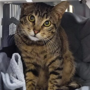 SONG. Gato en adopción de 6 meses de edad. pelo corto. sexo macho. esterilizado. color atigrado. leucemia, debe ser gato único en la casa pero es totalmente achuchable. vitalidad increíble. BADA adopción de protectora