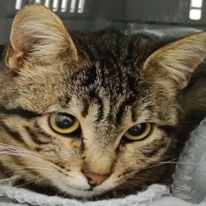 SONG. Gato en adopción de 6 meses de edad. pelo corto. sexo macho. esterilizado. color atigrado. leucemia, debe ser gato único en la casa pero es totalmente achuchable. vitalidad increíble. BADA adopción de protectora